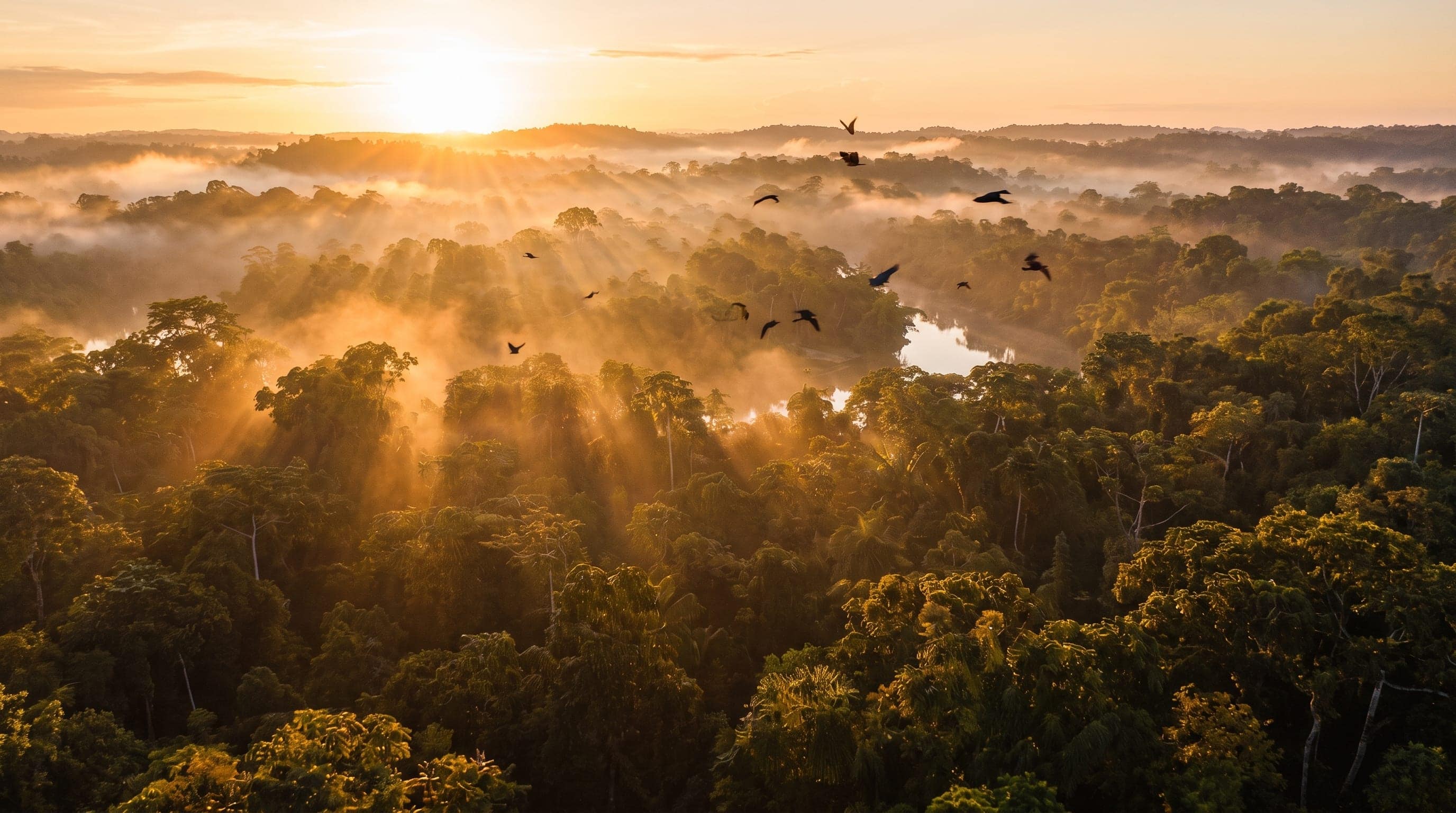 Amanecer sobre el monte del sur de Brasil: el sol entrando entre la niebla y pájaros volando sobre las copas